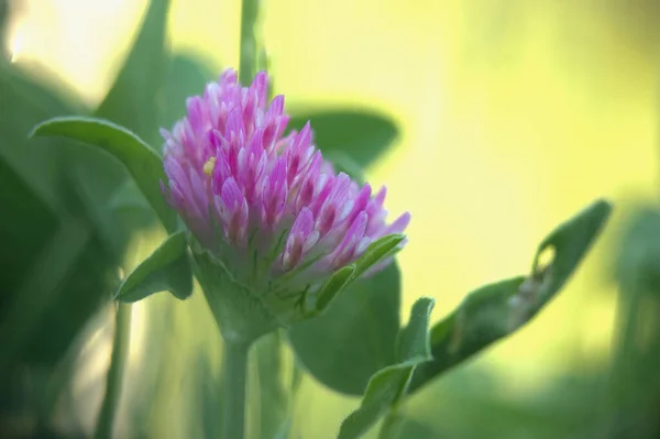 Primo Piano Fiore Trifoglio Che Cresce Nel Prato — Foto Stock