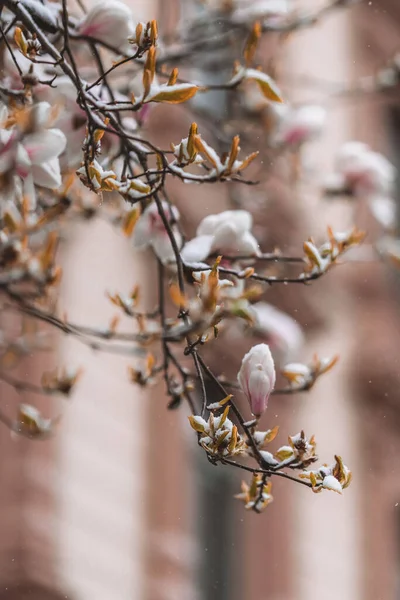 春天里被雪覆盖的一丛花 — 图库照片