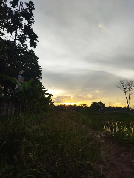 Вертикальний Знімок Рисового Поля Під Небом Заходу Сонця — стокове фото