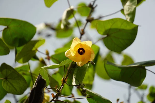 Close Van Een Gele Hibiscus Bloem Tegen Een Groene Achtergrond — Stockfoto