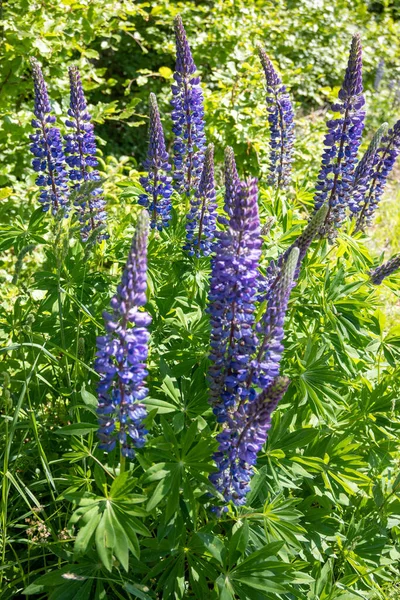 Disparo Vertical Flores Altramuz Púrpura Bosque Tiempo Soleado — Foto de Stock