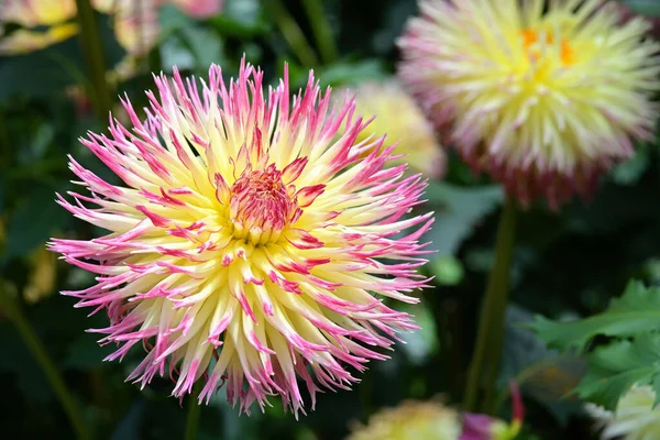 Cultivadas Por Suas Belas Flores Dahlias São Plantas Herbáceas Perenes — Fotografia de Stock