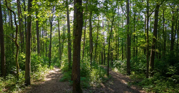 Ein Malerischer Blick Auf Einen Wald Mit Hohen Bäumen Und — Stockfoto