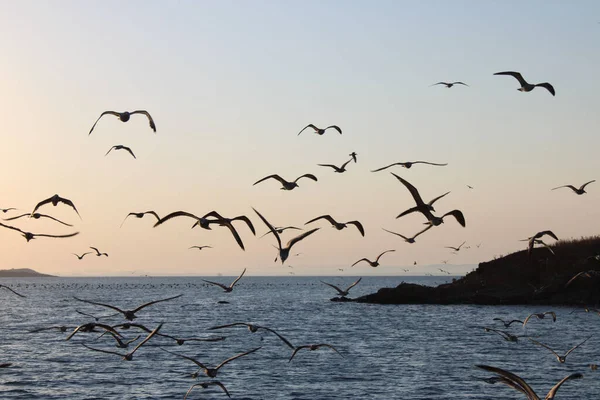 Denizin üzerinde uçan bir martı sürüsü.