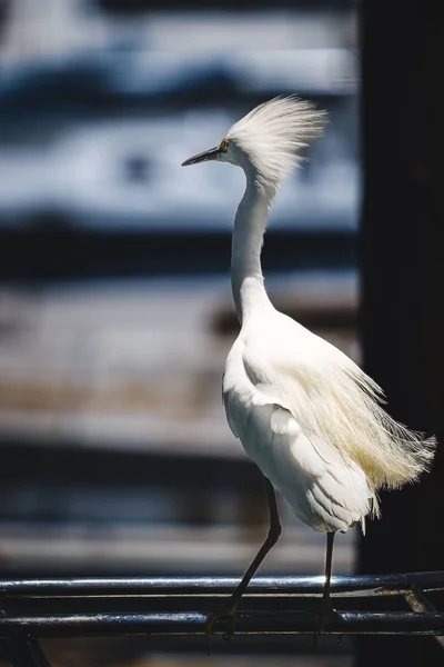 Μεγάλη Egret Στο Shorebird Πάρκο Στο Berkeley Καλιφόρνια — Φωτογραφία Αρχείου