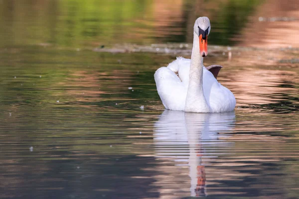 Krásný Portrét Bílé Labutě Vodní Hladině Slunečného Dne — Stock fotografie