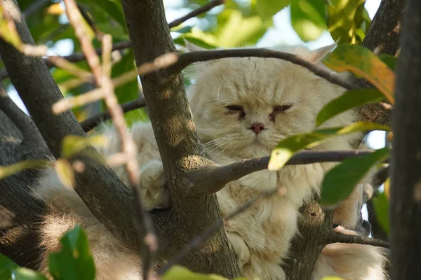 Närbild Katt Ett Träd Vilar — Stockfoto