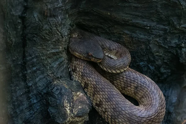 Nahaufnahme Einer Nerodia Raute Die Einem Felsen Zusammengerollt Ist — Stockfoto