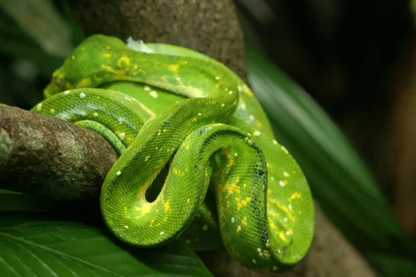 Eine Nahaufnahme Einer Grünen Baumpython Morelia Viridis Die Sich Auf — Stockfoto