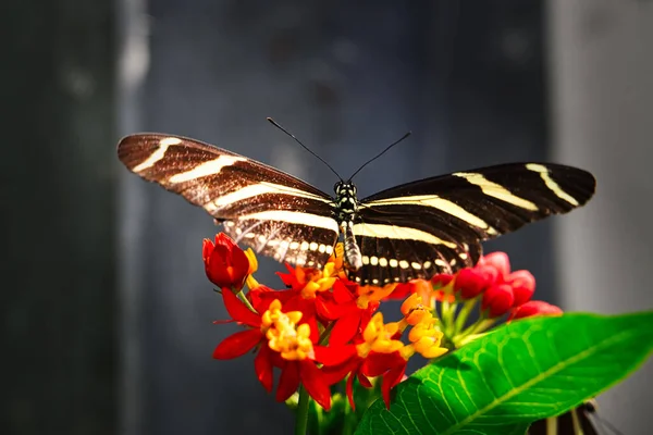 나비는 아름다운 식물에 앉아서 햇빛을 받으며 지낸다 — 스톡 사진