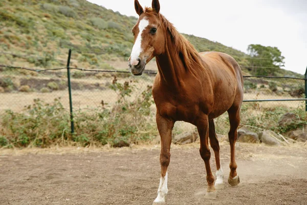 Beautiful Brown Horse Running Paddock Summer Day — Stock Photo, Image