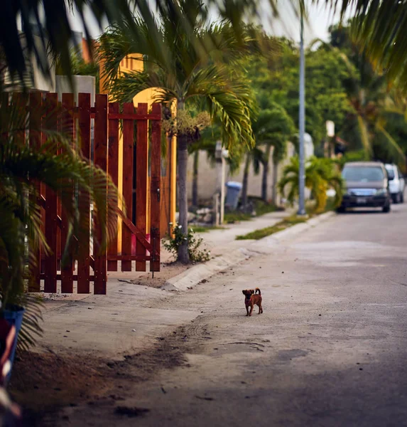 Small Brown Dog Standing Neighborhood Street Tulum Quintana Roo Mexico — Stock Photo, Image