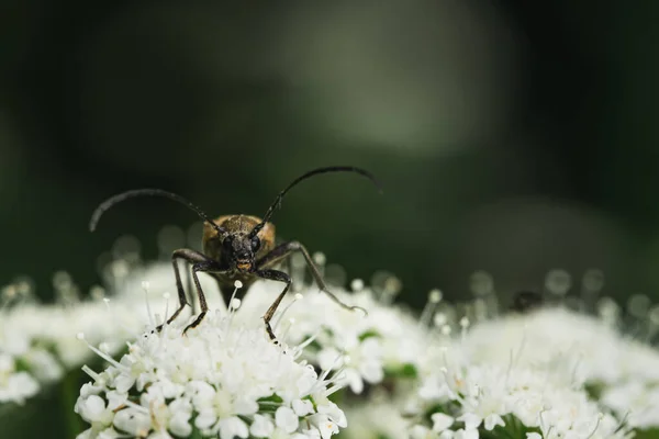 Κοντινό Πλάνο Του Σκαθαριού Alosterna Tabacicolor Στο Λουλούδι Ρηχή Εστίαση — Φωτογραφία Αρχείου