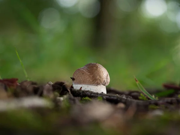 Een Close Van Een Kleine Boletus Edulis Paddestoel — Stockfoto