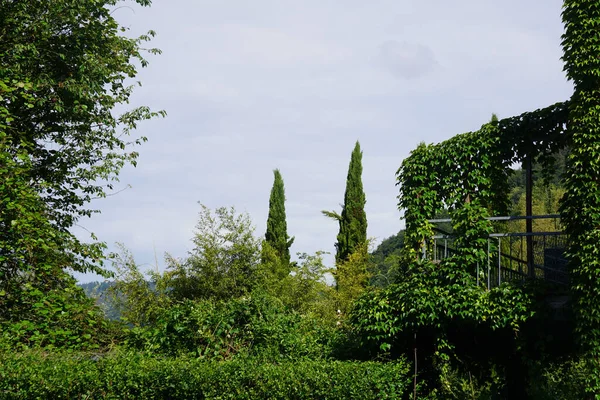 Scenic View Balcony Covered Climbing Plants Green Garden Sunny Day — Stock Photo, Image