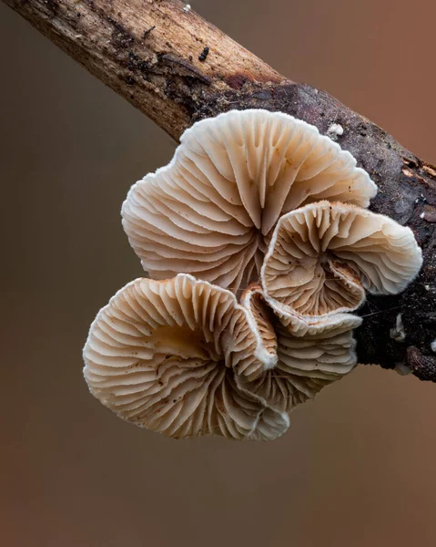 Ein Pilz Der Gattung Crepidotus Auf Holz — Stockfoto