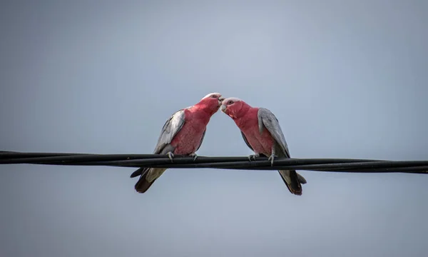 갈라타 앵무새 — 스톡 사진