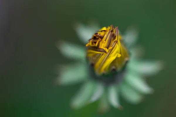Μια Επιλεκτική Εστίαση Των Λουλουδιών Κουκούλι Ανθίζει Ένα Θολό Πράσινο — Φωτογραφία Αρχείου