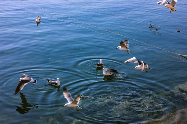 Eine Nahaufnahme Weißer Möwen Die Der Nähe Des Wassers Fliegen — Stockfoto