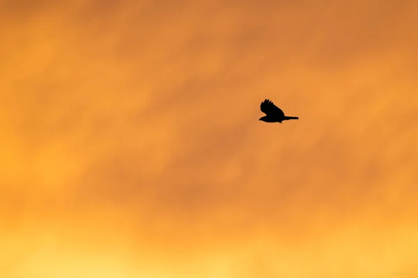 Uma Silhueta Pássaro Voando Sobre Fundo Dourado Céu Por Sol — Fotografia de Stock