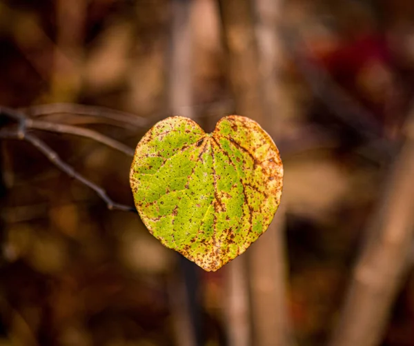 Une Feuille Jaune Forme Cœur Change Couleur Approche Hiver Amour — Photo