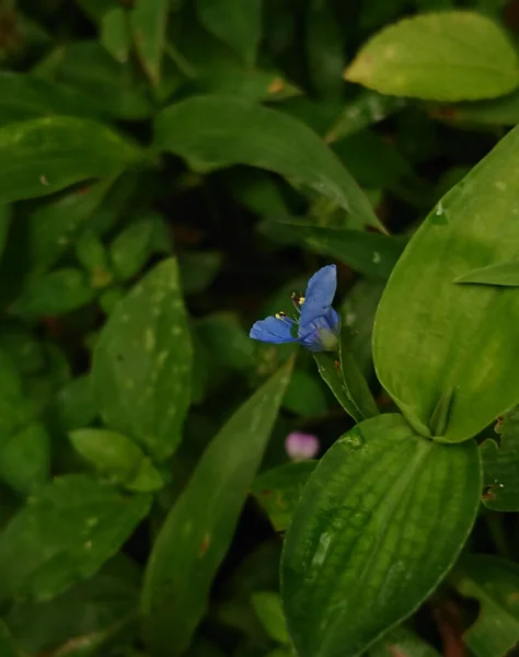 Pionowe Zbliżenie Strzał Małego Niebieskiego Kwiatu Otoczonego Zielonymi Liśćmi — Zdjęcie stockowe