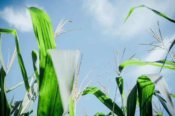 Düşük açılı yeşil tarım bitkilerinin güneşli gökyüzüne doğru büyümeleri.