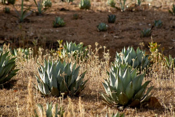 Agave Maximiliana Rostlina Výrobě Raicilla Alkoholické Nápoje San Gregorio Mixtlan — Stock fotografie