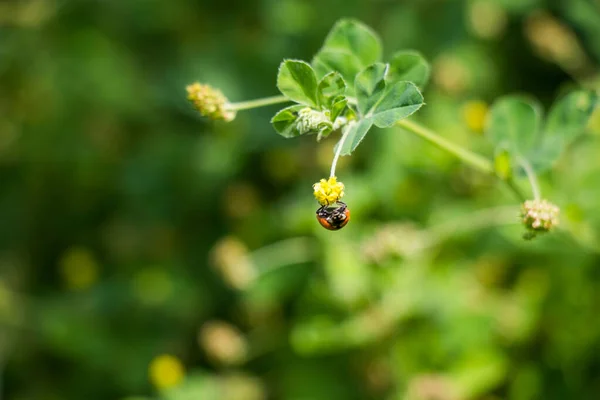 Baharda Yeşil Çimlerin Üzerinde Kırmızı Uğur Böceği — Stok fotoğraf