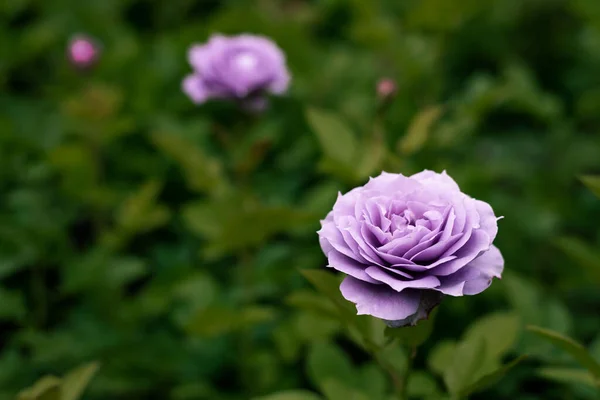 Une Macro Photo Roses Lavande Fleurissant Dans Jardin Printemps — Photo