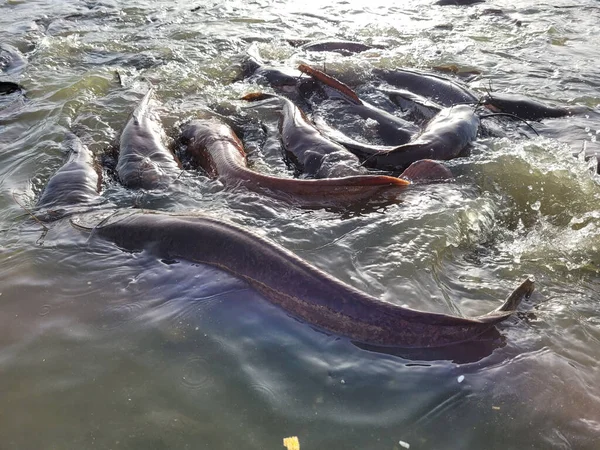 Sacco Pesce Nell Allevamento Ittico Alimentazione Pesci Acqua Dolce Allevati — Foto Stock