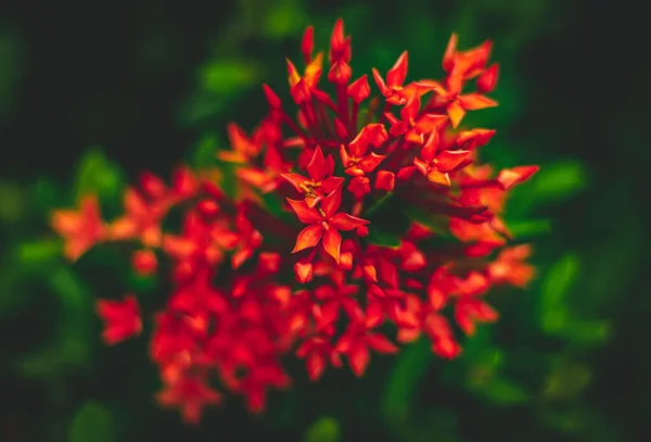 Eine Nahaufnahme Roter Dschungel Geranienblüten Die Auf Einem Verschwommenen Grünen — Stockfoto