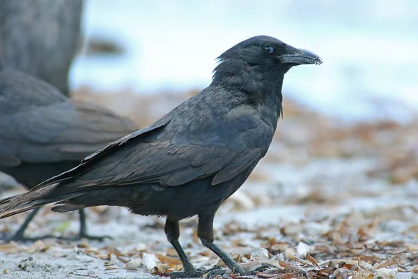 Gros Plan Corbeau Noir Fond Flou — Photo