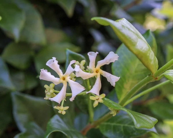 Primer Plano Algunas Flores Jazmín Estrella Fondo Borroso — Foto de Stock