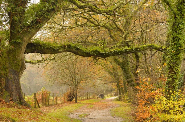 Ein Herbstlicher Landweg Entlang Eines Englischen Waldes — Stockfoto