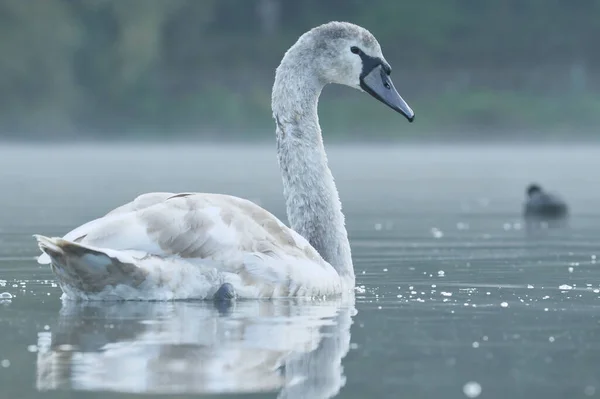 Крупный План Белого Лебедя Плавающего Отражением Воде — стоковое фото