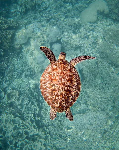 Hermoso Disparo Una Tortuga Carey —  Fotos de Stock