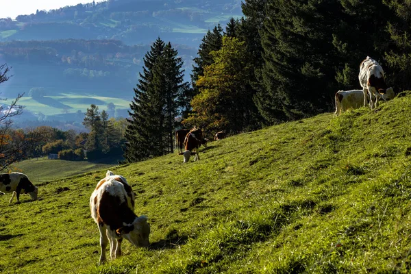 Kühe Auf Der Weide Des Mont Pelerin Schweiz — Stockfoto