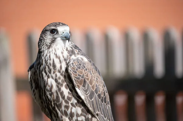 Portrait Beau Faucon Apprivoisé Lors Spectacle Oiseaux — Photo