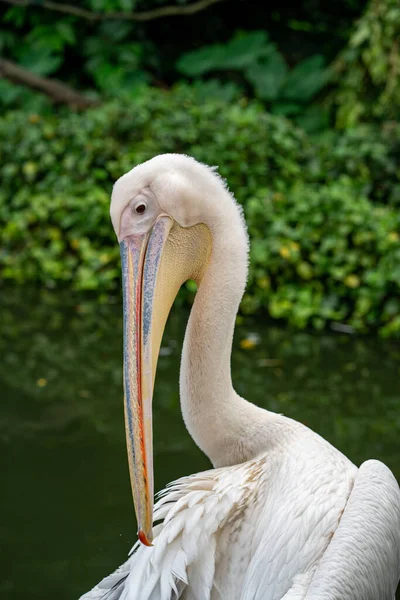 Pionowe Ujęcie Pelikana Pobliżu Stawu — Zdjęcie stockowe