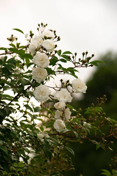Селективный Фокус Белых Роз Парке — стоковое фото