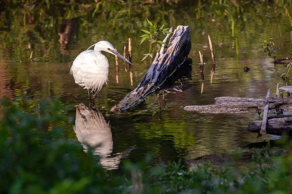 Vacker Bild Stor Egret Vattenytan — Stockfoto