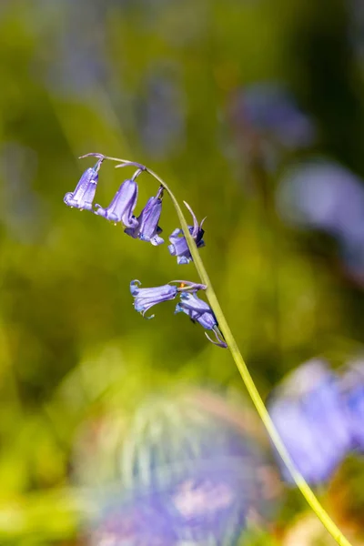 Macro Shot Vertical Flores Sino Azul Hyacinthoides Non Scripta Wendover — Fotografia de Stock