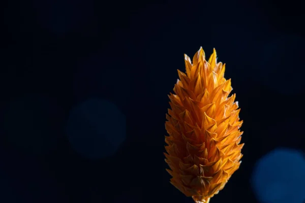 Eine Nahaufnahme Einer Getrockneten Phalaris Caroliniana Pflanze Auf Dunklem Bokeh — Stockfoto