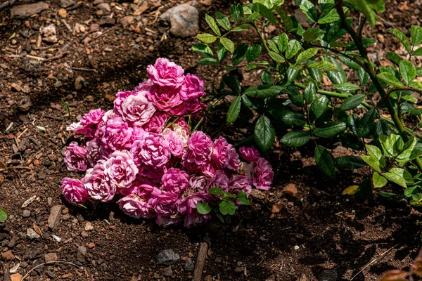 Closeup Shot Pink Garden Roses Green Leaves Ground — Stock Photo, Image