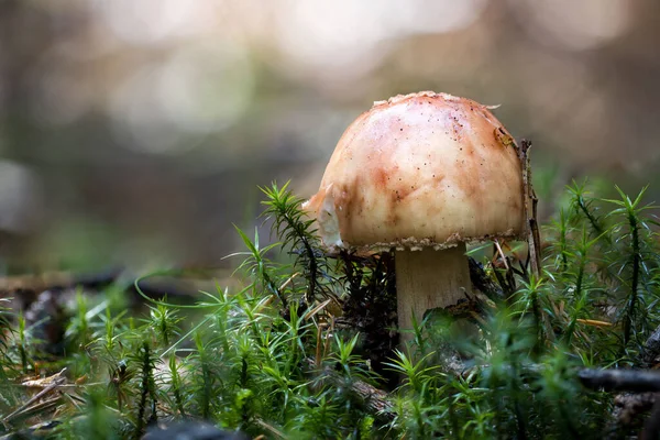 森の中で地面に生えていた赤面のアマニタ アマニタ ルベスケンズ のクローズアップ — ストック写真