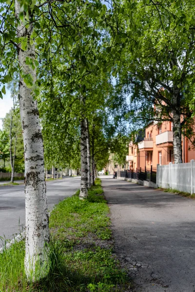 Een Verticaal Schot Van Een Stoep Bekleed Met Witte Berken — Stockfoto