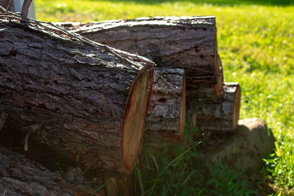 Eine Nahaufnahme Von Geschnittenen Brennholzstämmen Auf Einem Feld — Stockfoto