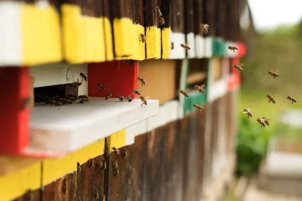 Nahaufnahme Von Bienen Während Des Fluges Der Nähe Einer Holzwand — Stockfoto