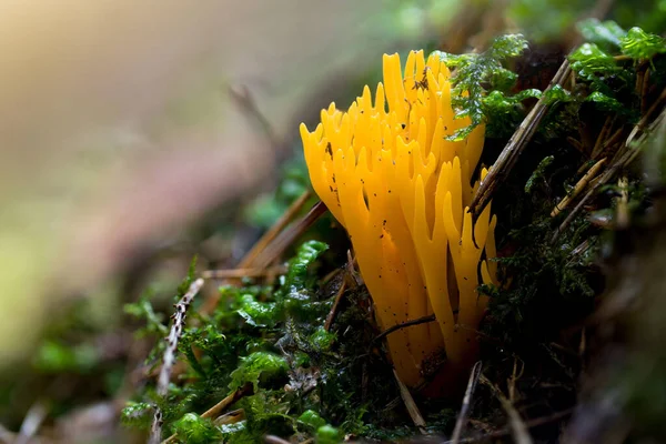 Close Stagshorn Amarelo Calocera Viscosa Crescendo Chão Uma Floresta — Fotografia de Stock